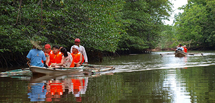 Langkawi Mangrove Tours - Visit Langkawi – The Sustainable Paradise Island